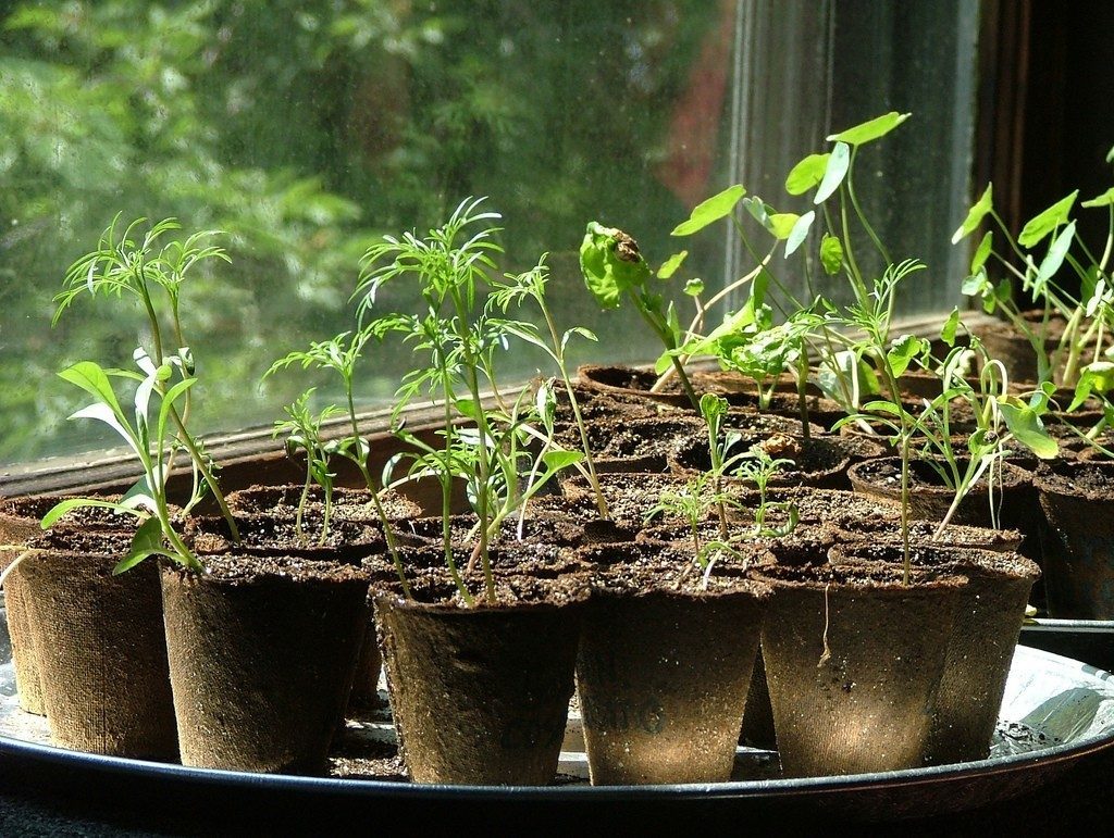 Рассада томатов: посадка, подкормка удобрениями