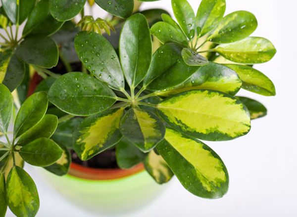 Растения очищающие воздух: обзор 5 самых эффективных
