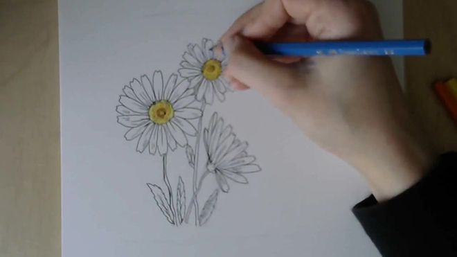 Рисунки цветков ромашек