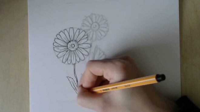 Рисунки цветков ромашек