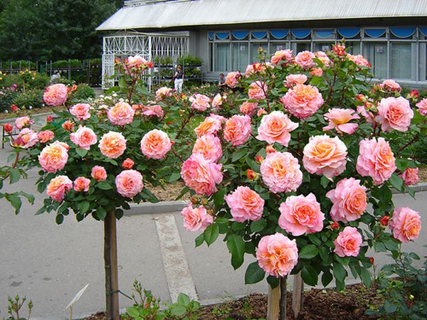 Роза Августа Луиза: описание и особенности посадки сорта