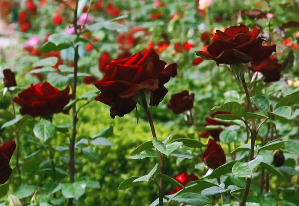 Роза Черная магия: описание и особенности выращивания