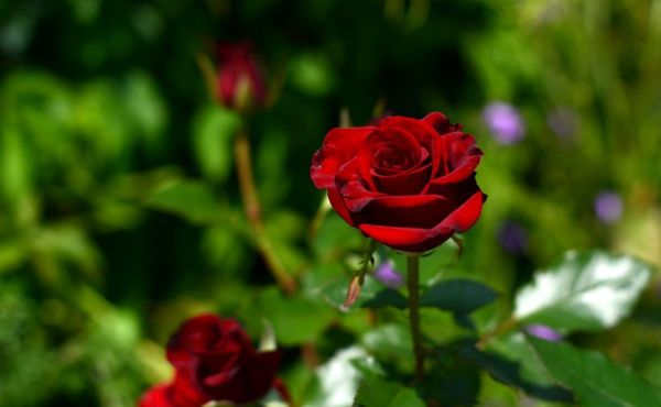 Роза Черная магия: описание и особенности выращивания