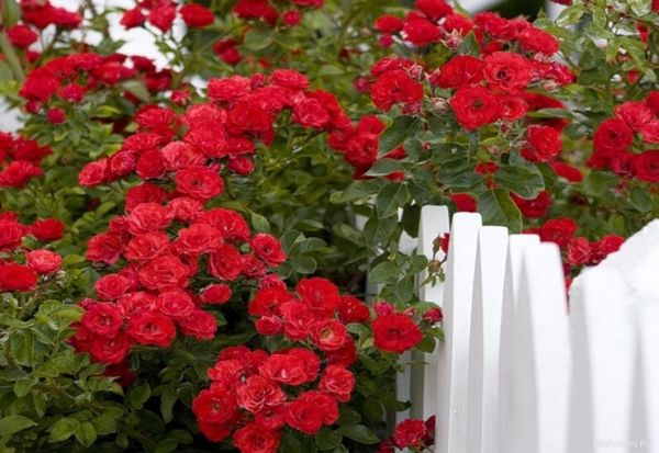 Роза Дон Жуан: описание и посадка плетистой розы