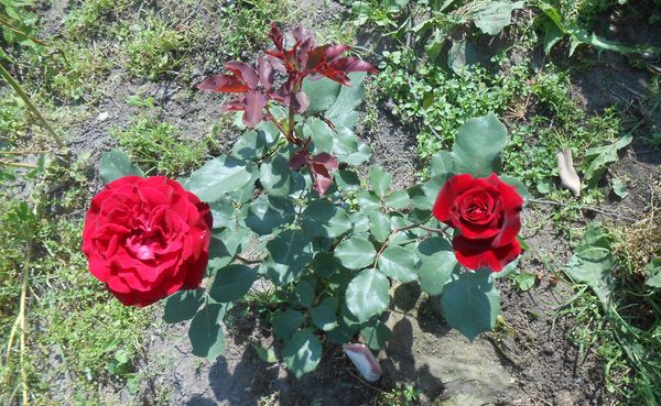 Роза Дон Жуан: описание и посадка плетистой розы
