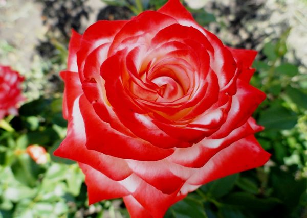Роза Императрица Фарах: описание и выращивание сорта