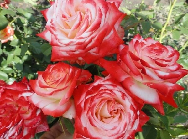Роза Императрица Фарах: описание и выращивание сорта