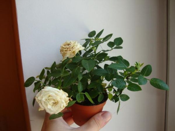Роза Кордана: как ухаживать за цветком после покупки