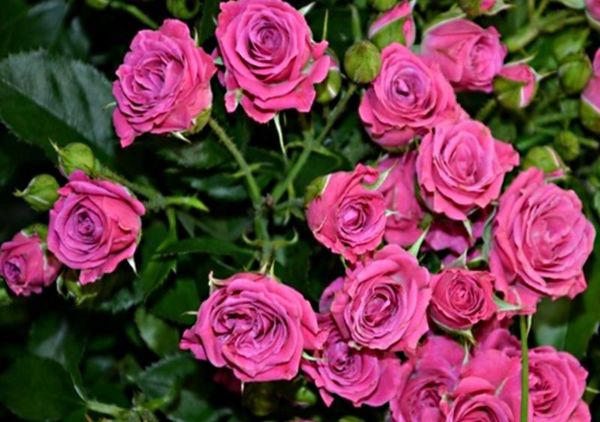 Роза спрей: описание и особенности ухода за видом