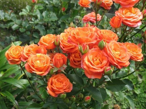 Роза спрей: описание и особенности ухода за видом