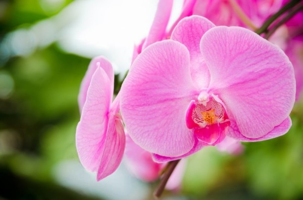 Розовая орхидея: особенности ухода за фаленопсисом