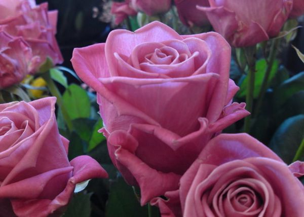 Розы Аква: описание и особенности ухода за сортом
