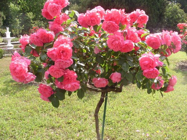 Штамбовая роза: особенности посадки и ухода за кустом
