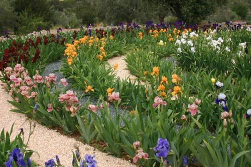 Сибирский ирис (Iris sibirica): описание, фото, лучшие сорта, применение цветка в ландшафтном дизайне + посадка и уход