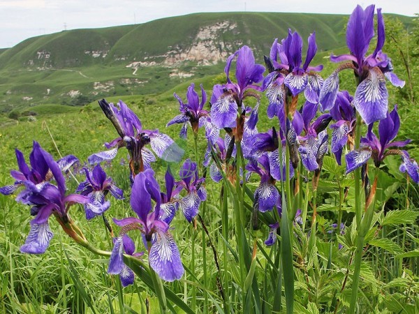 Сибирский ирис (Iris sibirica): описание, фото, лучшие сорта, применение цветка в ландшафтном дизайне + посадка и уход