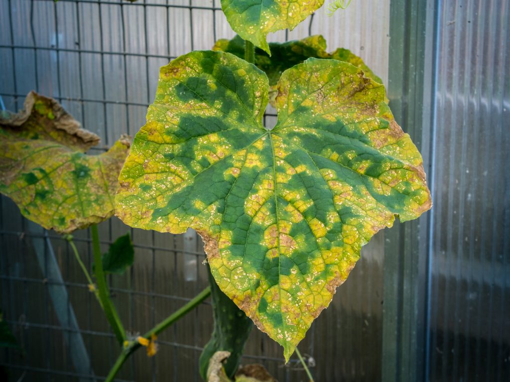 Болезнь огурцов по листьям как определить фото