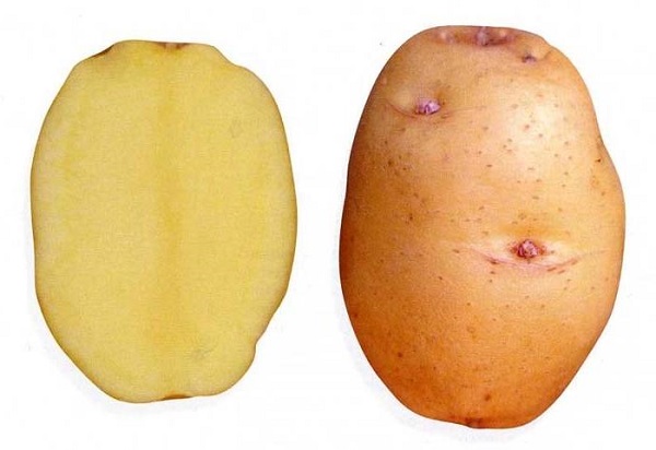Сорт картофеля Барон: фото и описание