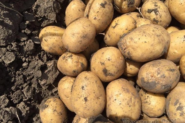 Сорт картофеля «Ярла»: фото и описание