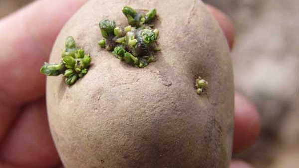 Сорт картофеля Юбиляр: фото и описания