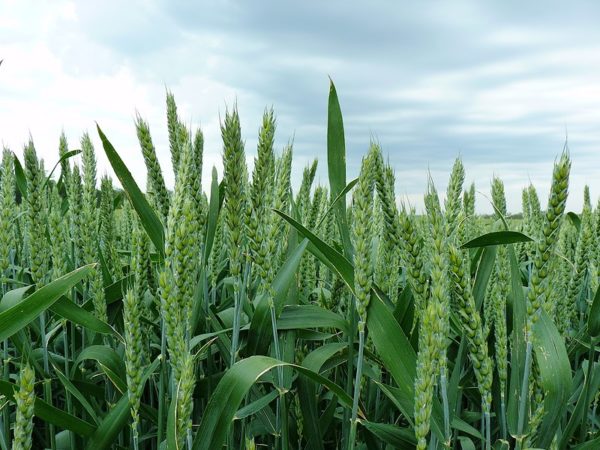 Сорт пшеницы «Юка»: фото, описание, урожайность