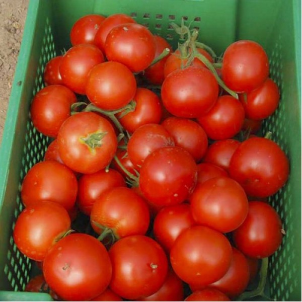 Сорт томатов евпатор F1
