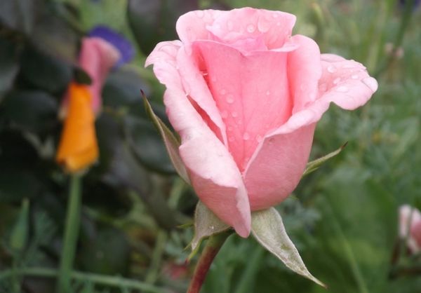 Сорта роз: классификация и обзор лучших разновидностей
