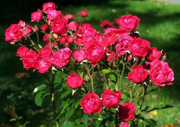Сорта роз: классификация и обзор лучших разновидностей