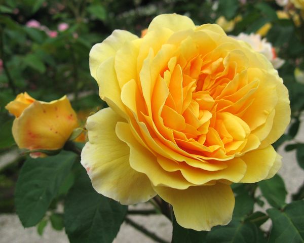 Сорта желтых роз: обзор и описание красивейших видов