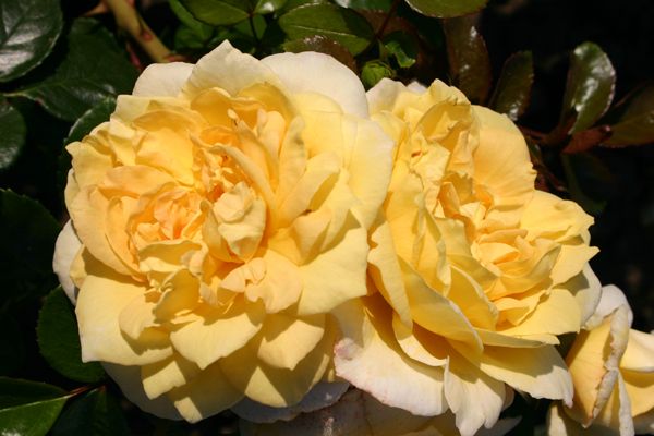 Сорта желтых роз: обзор и описание красивейших видов