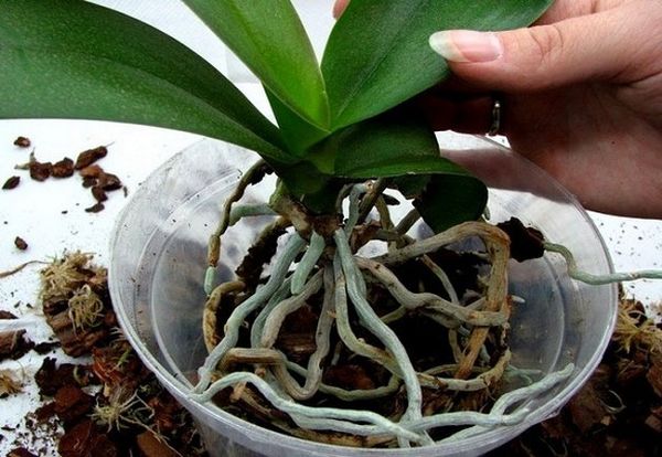 Субстрат для орхидей: приготовление посадочного материала