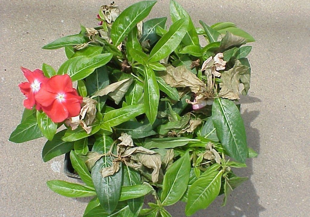 Катарантус цветок выращивание из семян в домашних условиях фото