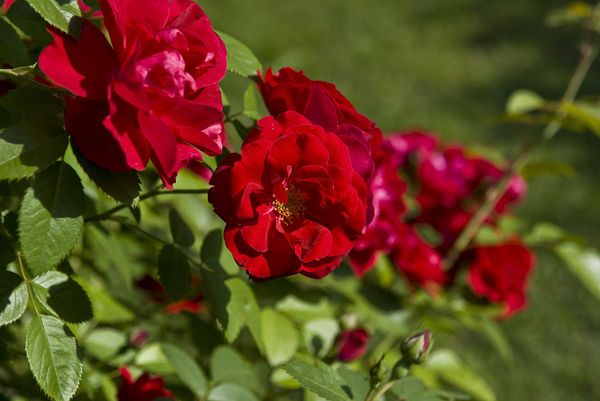 Уход за розами: всё о правильном выращивании