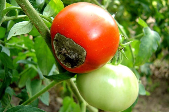 Вершинная гниль томатов: как бороться