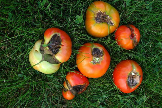 Вершинная гниль томатов: как бороться