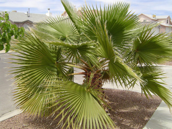 Виды пальм: фото и описание