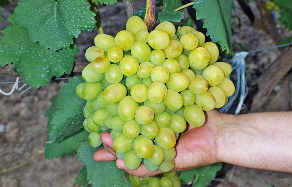 Виноград Галахад: фото, описание, выращивание