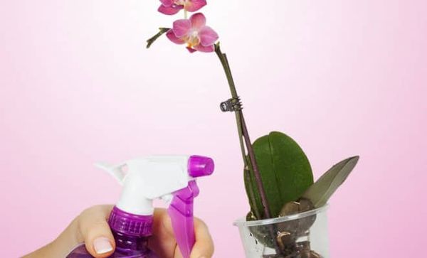Витаминный коктейль для орхидей: как применить