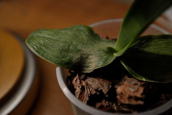Витаминный коктейль для орхидей: как применить