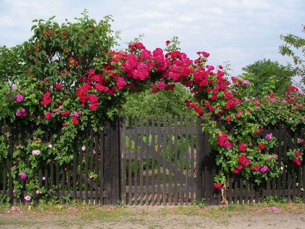 Вьющиеся розы: особенности посадка и ухода за кустом
