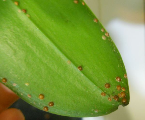 Вредители орхидей: причины появления и особенности избавления