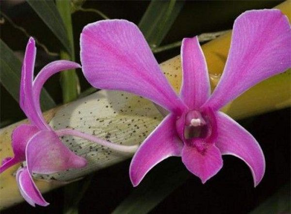 Вредители орхидей: причины появления и особенности избавления