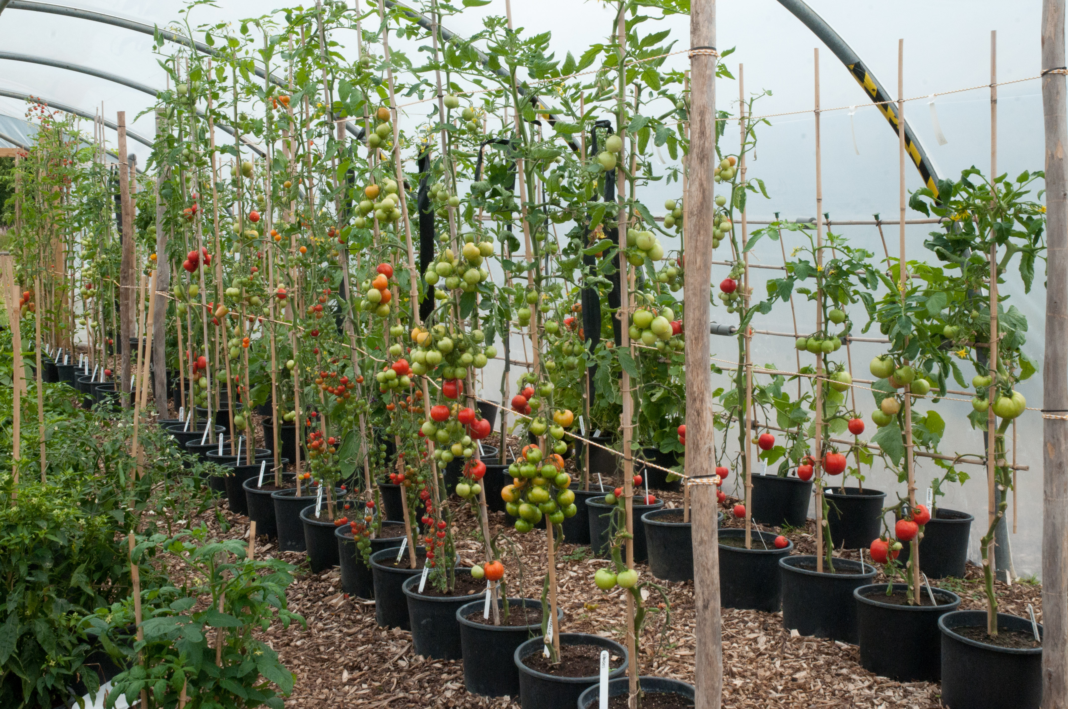 Выращиваем томаты в горшках