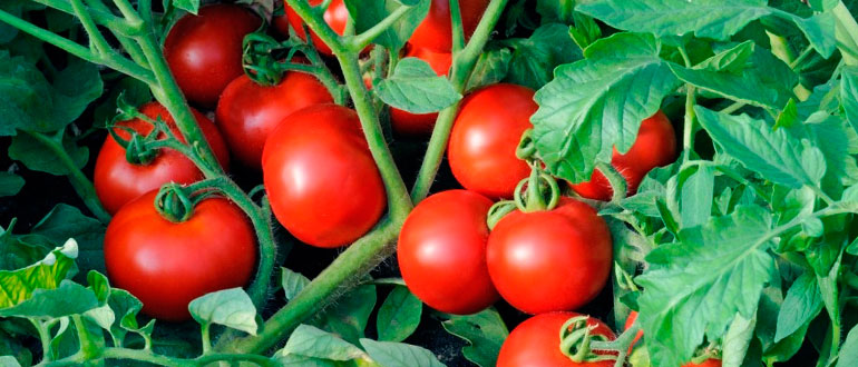 Выращиваем томаты в горшках
