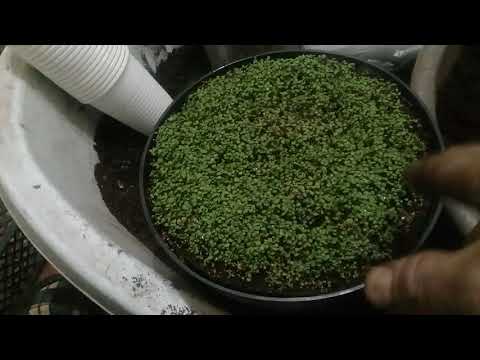 Выращивание клубники из семян в домашних условиях видео