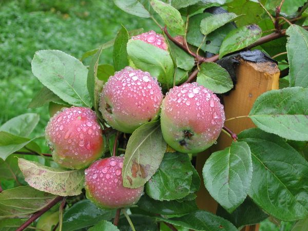 Выращивание неприхотливой позднезимней яблони Свежесть