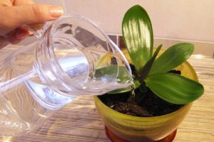 Выращивание орхидей в домашних условиях: секреты ухода