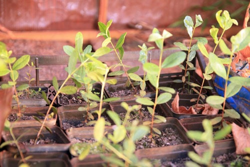 Земляничное дерево в домашних условиях: содержание, выращивание, размножение + описание арбутуса, виды и сорта с фото