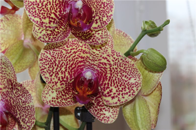 Желтая орхидея: особенности ухода за фаленпсисом