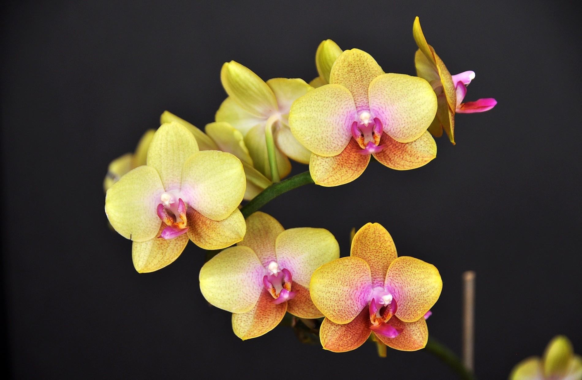Орхидея Желтая С Розовой Серединкой