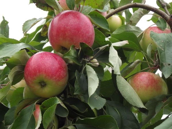 8 лучших ранних сортов яблони для посадки в саду